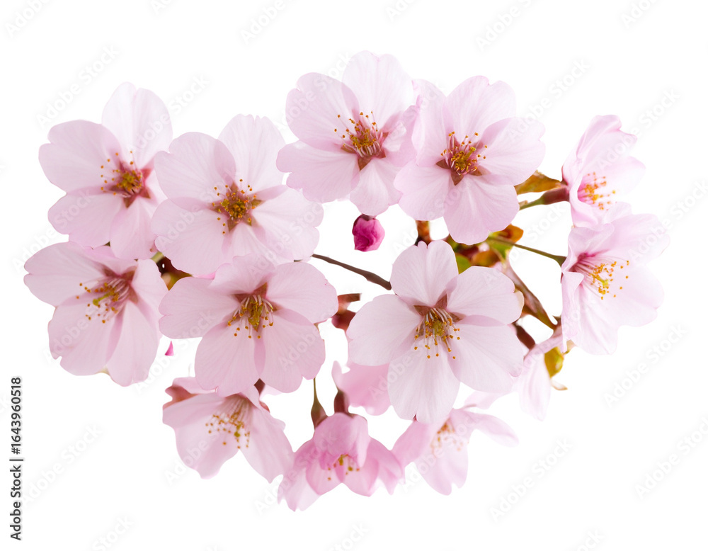 Naklejka premium Firefly_palm tree on transparent background. Floral background. png - Firefly_Cherry blossoms in full bloom with transparent background (2)