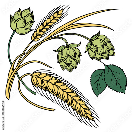 Wheat and hop plant illustration isolated on white background, perfect for brewery design