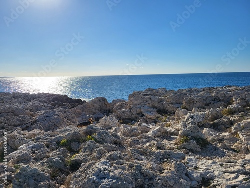 Wallpaper Mural Dog on Rocky Coastline by the Sea under Bright Blue Sky Torontodigital.ca