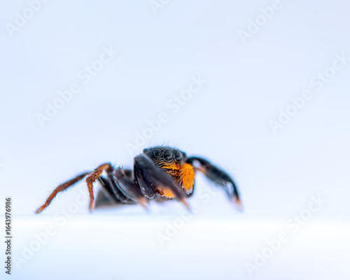 spider on a blue background