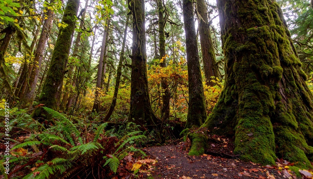 Obraz premium Forest path fall colors