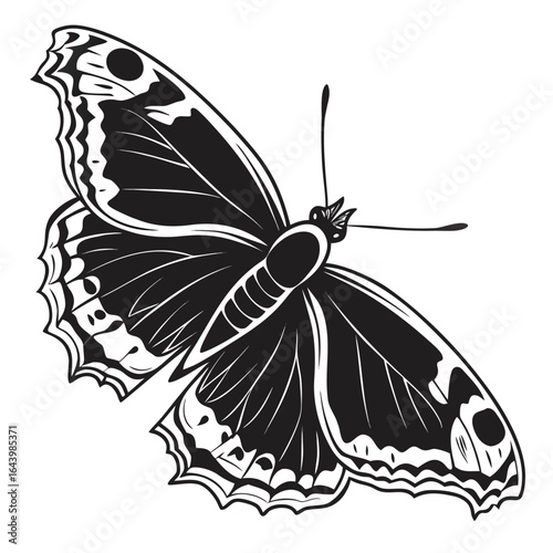 Black and white butterfly with detailed wings insect