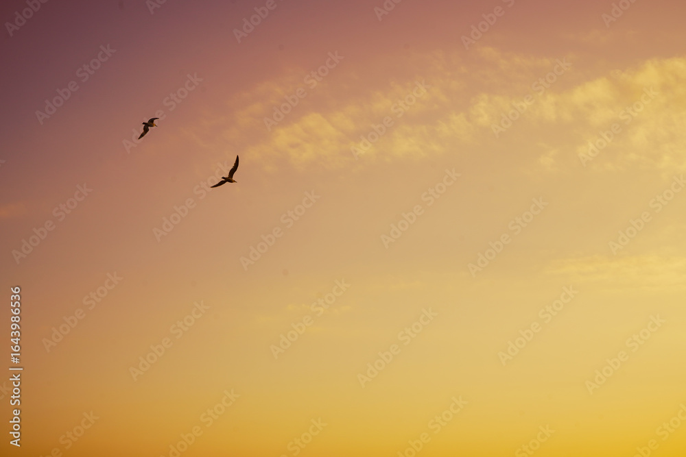 Fototapeta premium Bird 