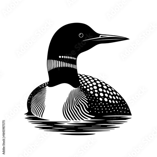 Common loon swimming in the water isolated on white background