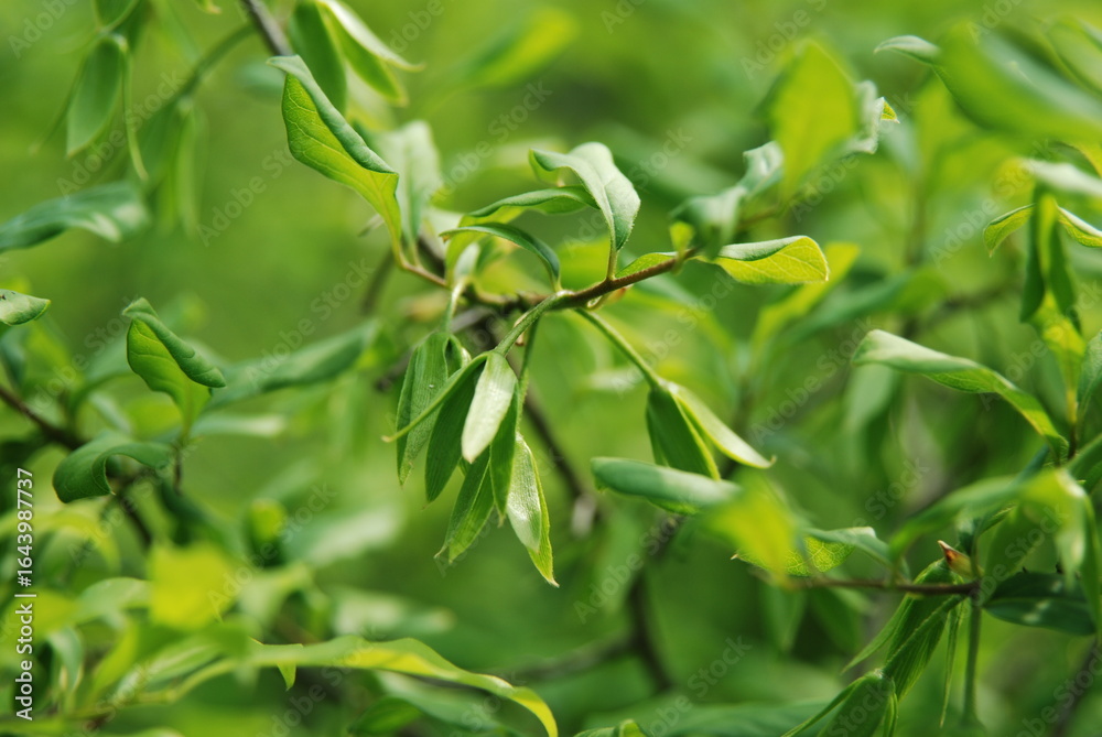 Obraz premium Close-up of yellowish bell-shaped flowers of Diospyros rhombifolia (Noasi) blooming in summer among shiny green foliage. Photographed in Korea.