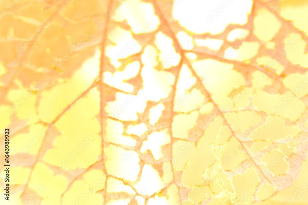 Fototapeta premium autumn leaves background