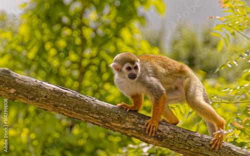 Canvas Print singe dans un arbre