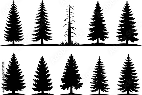 Black evergreen trees and dead tree silhouettes pine