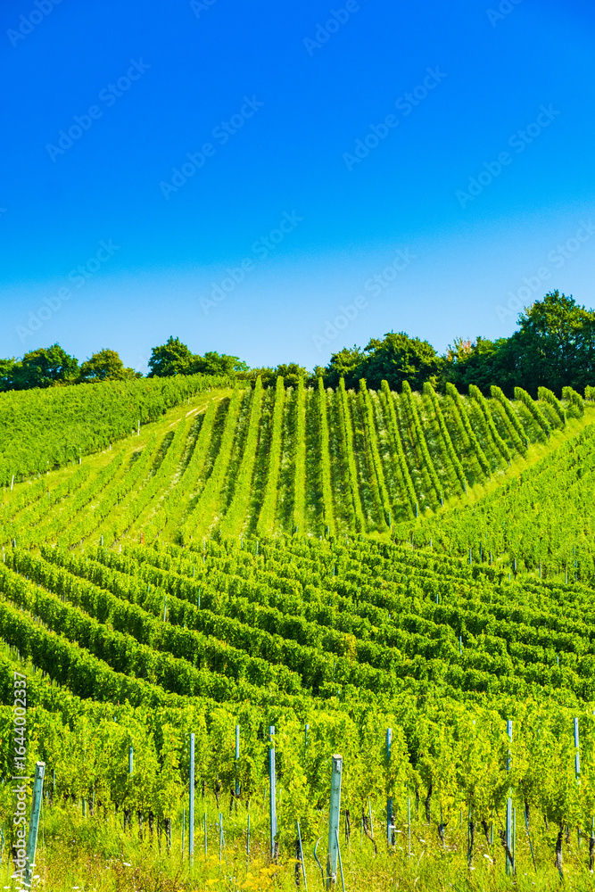 Fototapeta premium Vineyards in Plesivica wine region in Croatia, drone aerial view