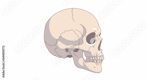 Anatomical illustration of a human skull in profile view, showcasing bone structure and eye socket detail against a white background.