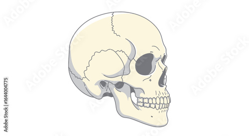 A detailed anatomical illustration of a human skull shown in a side profile view against a white background.