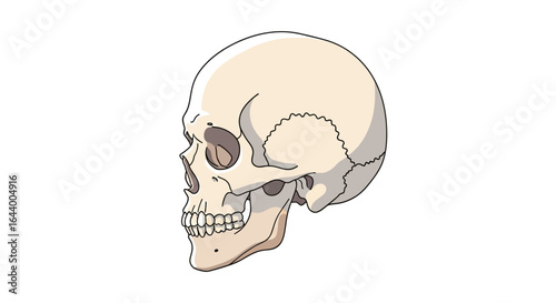 Illustration of a human skull in profile, showing the bone structure and eye socket.