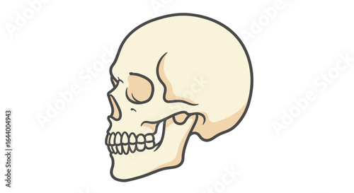 Anatomical illustration of a human skull in profile, showing the bone structure, teeth, and eye socket against a white background.