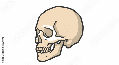 Anatomical illustration of a human skull viewed from the side, showing bone structure and teeth.