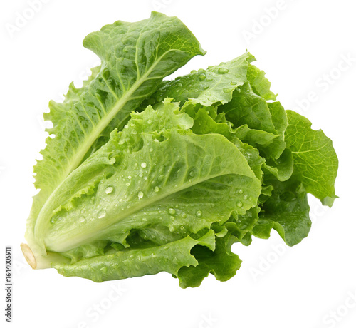 Crisp fresh green lettuce with dewdrops perfect for healthy salads and vegan or vegetarian recipes