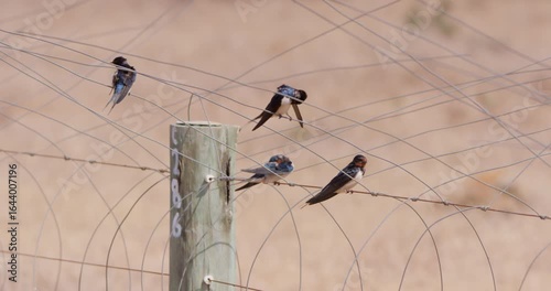 Extreme wide of a gulp of barn swallows (Hirundo rustica) resting on an electric fence at the savanna at evening 