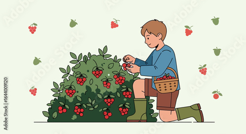 Boy harvesting fresh raspberries from bush in summer garden illustration