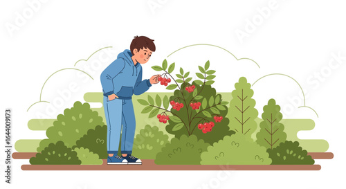 Boy in a garden examining a vibrant rowan tree bursting with bright red berries