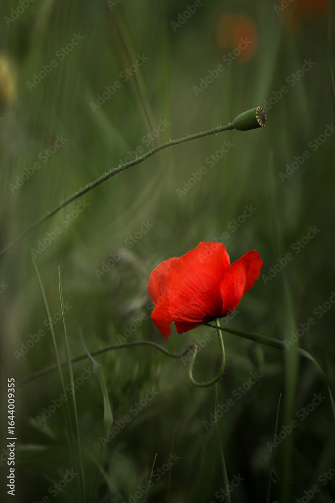 Obraz premium A stunning vertical close-up of a beautiful red poppy flower. The vibrant red petals and delicate green stem make for a captivating and natural image