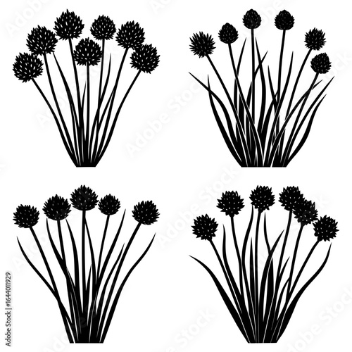 Silhouette illustration of four clumps of flowering chives with long stems and round flower heads