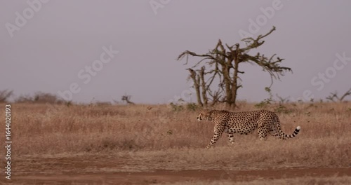 Wide pan of a Cheetah (Acinonyx jubatus) walking through tall dry grass in the savannah grassland at midday in Kenya
