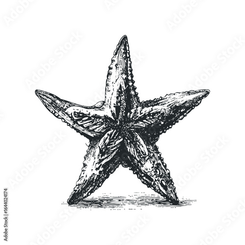 Detailed Ink Drawing of a Starfish on a White Background