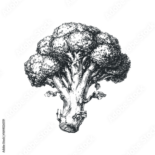 Vintage style ink drawing of a whole broccoli head with stem and leaves
