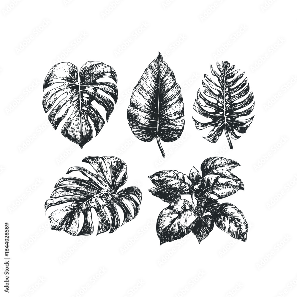 Fototapeta premium Monstera and tropical plant leaves collection sketch