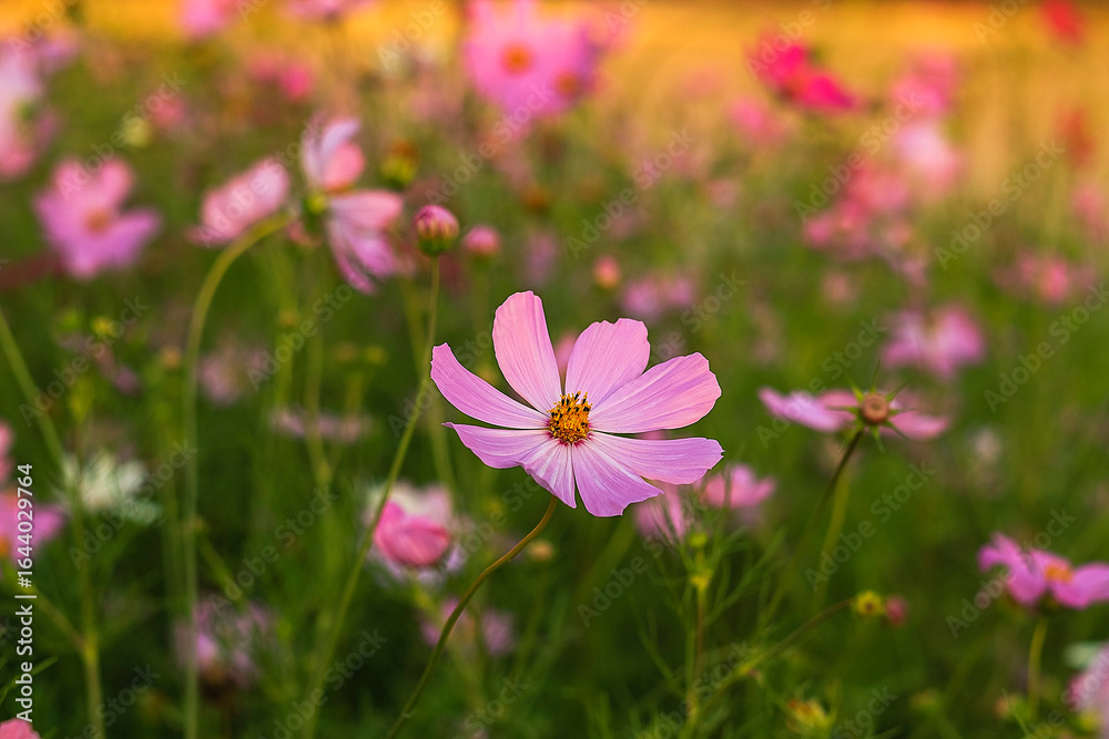 A field of soft pink cosmos blossoms glows under natural light, reflecting calm beauty and the fine patterns of each flower. A field of soft pink cosmos blossoms glows under natural light, reflecting calm beauty and the fine patterns of each flower.