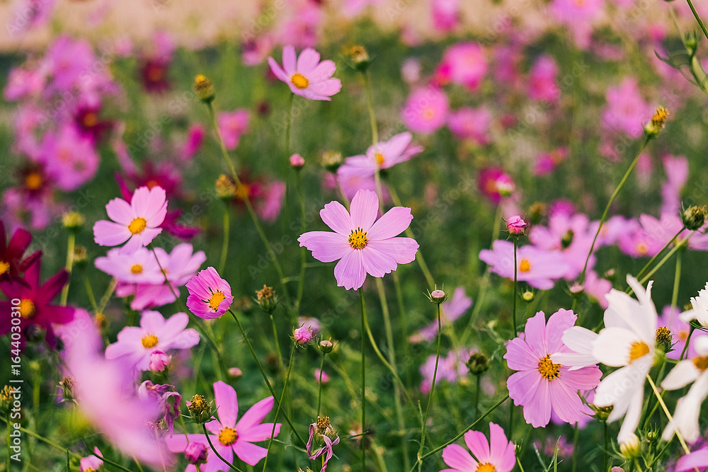 A vibrant garden thrives with pink cosmos blooms, blending gentle colors and fresh greenery in perfect harmony. A vibrant garden thrives with pink cosmos blooms, blending gentle colors and fresh greenery in perfect harmony.