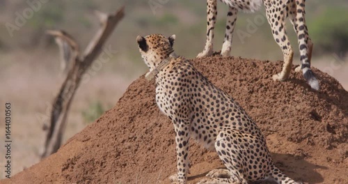 Wide down to up of two Cheetahs (Acinonyx jubatus) one standing and other sitting on dirt mound in sunny morning in savannah in Kenya
