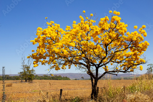 Uma paisagem típica goiana, com um ipe amarelo florido em um dia claro, de céu azul.