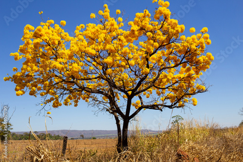 Εκτύπωση καμβά Uma paisagem típica goiana, com um ipe amarelo florido em um dia claro, de céu azul