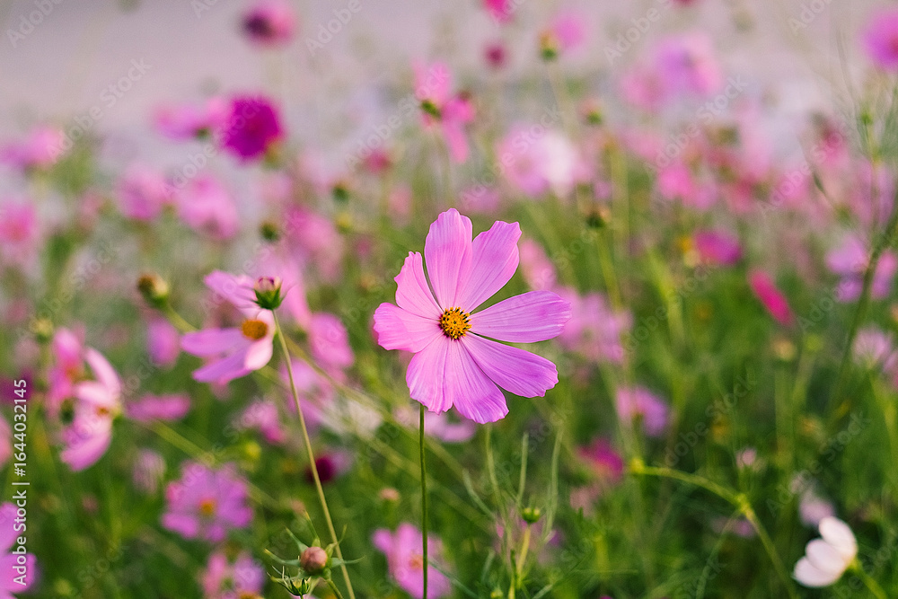 A vibrant field of cosmos flowers sways gently, blending soft petals with rich green leaves in a serene display. A vibrant field of cosmos flowers sways gently, blending soft petals with rich green leaves in a serene display.