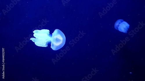 Glowing Jellyfish Drift | Neon Ocean Creatures | Deep Sea Luminescence
