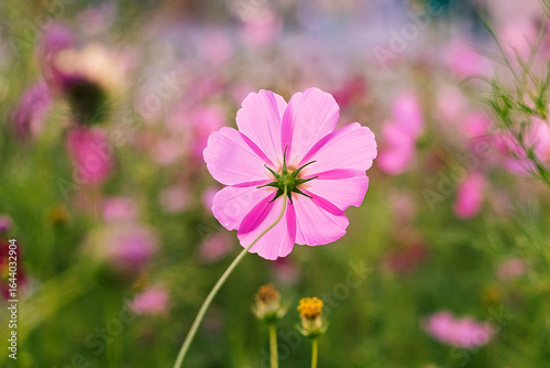 Cosmos flower in full bloom, showcasing delicate pink petals and vibrant green stem, surrounded by a lush field of colorful blossoms, evoking a sense of tranquility and natural beauty
