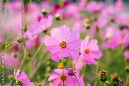 A garden alive with blooming cosmos displays delicate petals and rich hues in a peaceful, scenic natural setting.