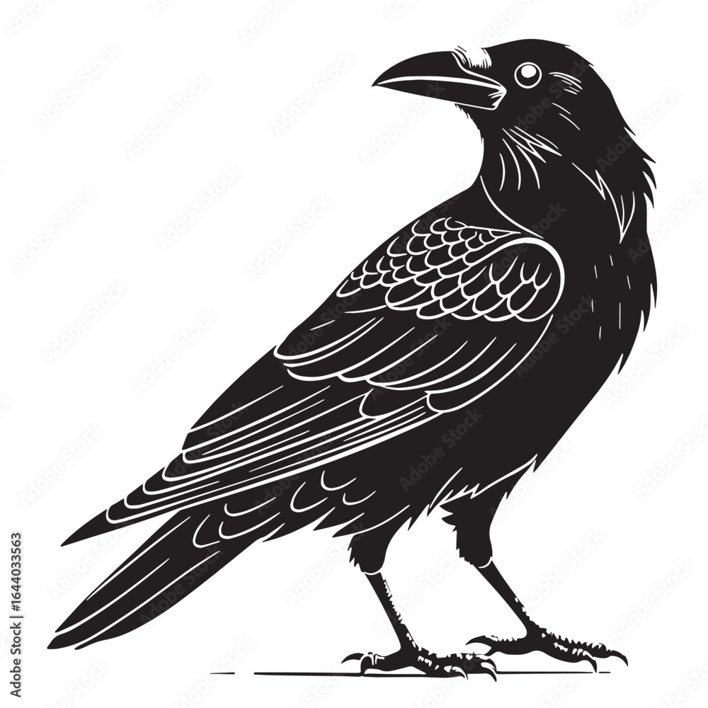 Fototapeta premium black crow Silhouette Vector, High Quality Illustration on White Background