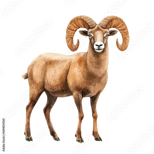 Wild Sheep, watercolor clipart vector, isolated on a white background.
