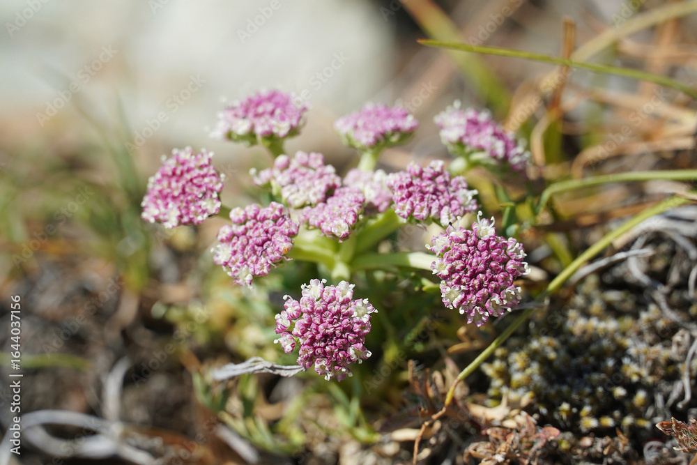 Obraz premium Valeriana sambucifolia pink flowers inflorescences summer nature flora Balkans