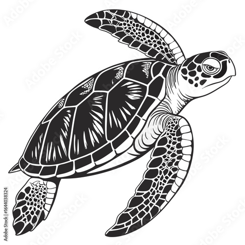 turtle vector illustration