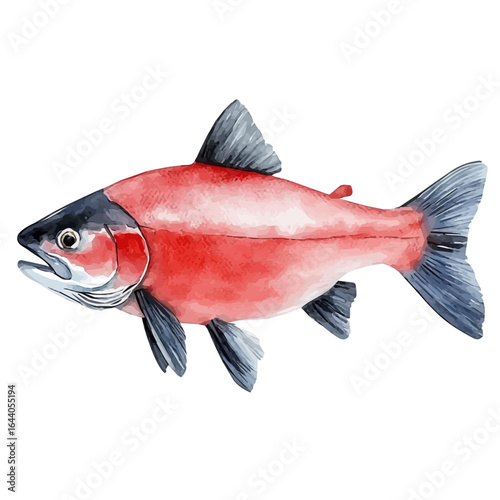 Salmon, watercolor vector, isolated on a white background.