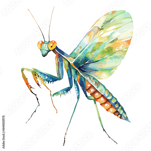 Praying Mantis, watercolor drawing vector, isolated on a white background.