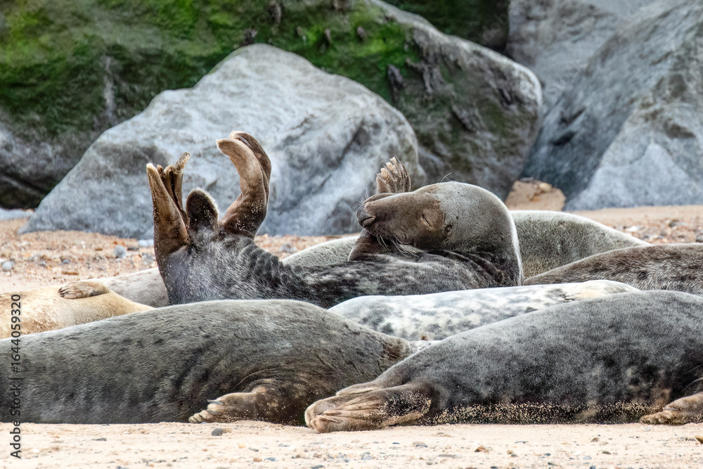 Fototapeta premium Seal