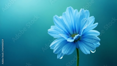 Close-Up of Blue Flower with Water Droplets – Nature Macro Photography