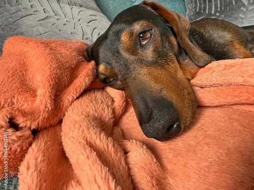 Dachshund relaxing on a rug.