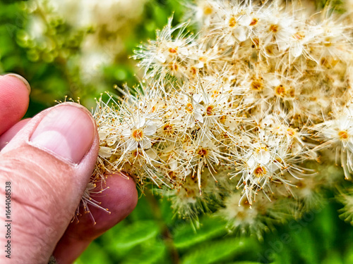 Photos Hand holding delicate white flowers in a vibrant garden during springtime bloom