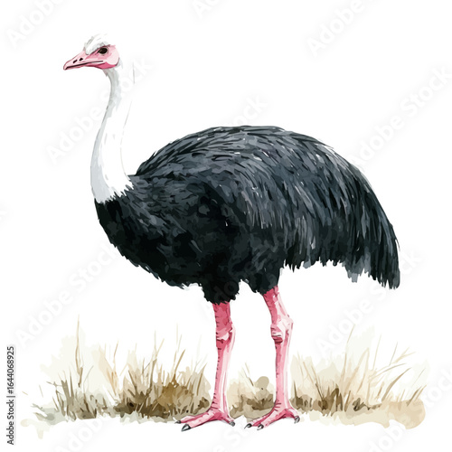 Ostrich, watercolor vector, isolated on a white background.