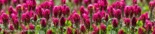 A vibrant display of pink clover flowers in full bloom, captured in a verdant...