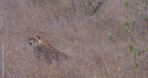 Wide of Cheetah (Acinonyx jubatus) limping through tall dry grass on golden sunny morning in savannah grassland in Kenya